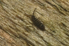 Isotomurus palustris