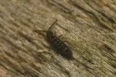 Isotomurus palustris