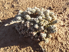 Crassula corallina