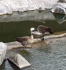 Anser anser × Branta canadensis