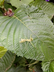Tarachomantis