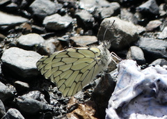 Hesperocharis marchalii