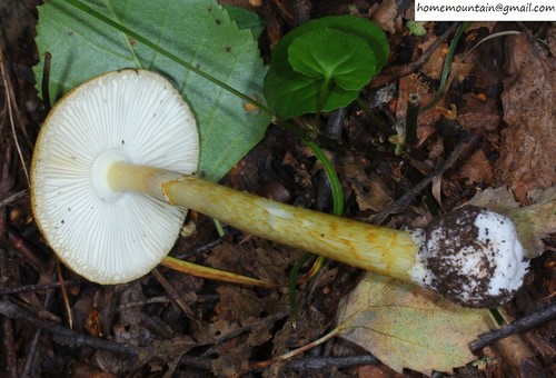 East Asian Death Cap