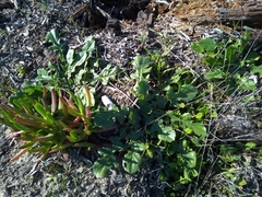Centaurea polyacantha