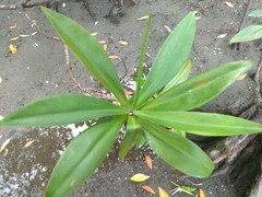 Pelliciera rhizophorae