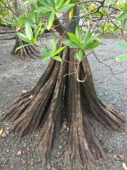 Pelliciera rhizophorae