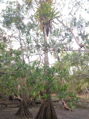 Pelliciera rhizophorae