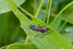 Macrophya annulata