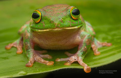 Kelaart's Starry Shrub Frog photo 3