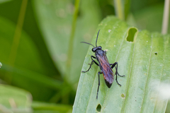 Macrophya annulata