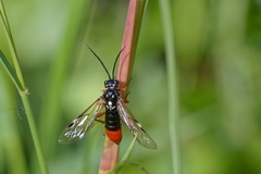 Tenthredopsis litterata