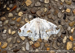 Sericoptera mahometaria