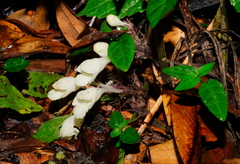 Gomphostemma chinense