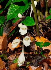 Gomphostemma chinense