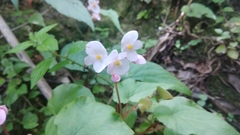 Begonia tenuifolia