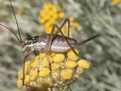 Ephippiger discoidalis