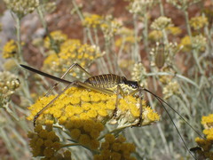 Ephippiger discoidalis