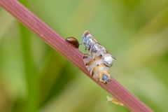 Tachycixius venustulus