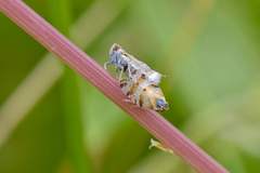 Tachycixius venustulus