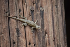 Sceloporus occidentalis