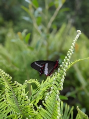 Parides bunichus