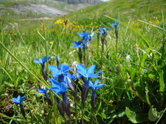 Gentiana bavarica