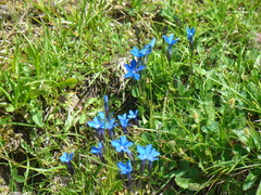 Gentiana bavarica