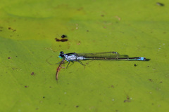 Ischnura pruinescens