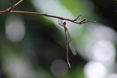 Synlestes tropicus