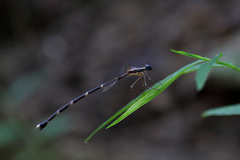 Episynlestes cristatus