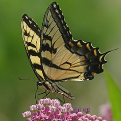 Papilio glaucus