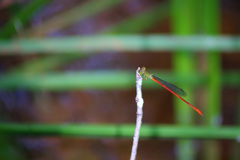 Ceriagrion aeruginosum