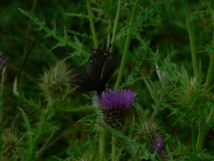 Byasa polyeuctes