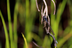 Pseudagrion ignifer