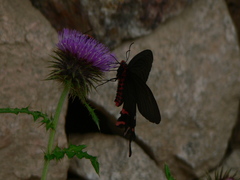 Byasa polyeuctes
