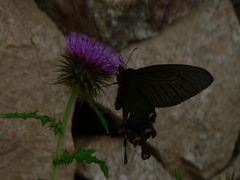Byasa polyeuctes