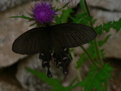 Byasa polyeuctes