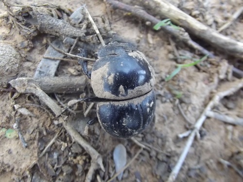 Cape Flightless Dung Beetle photo 4