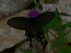 Byasa polyeuctes