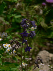 Delphinium giraldii