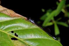 Pseudagrion ignifer
