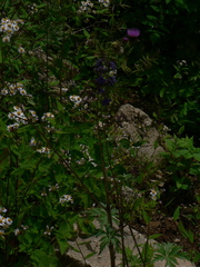 Delphinium giraldii