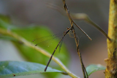 Chorismagrion risi