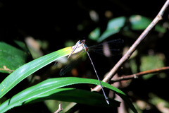 Episynlestes cristatus