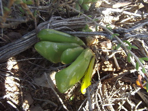 Glottiphyllum nelii (Glottiphyllum nelii)