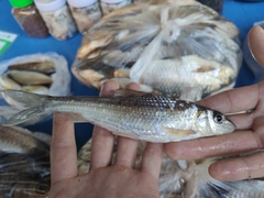 Hemibarbus maculatus