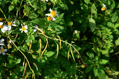 Raphanus sativus raphanistroides