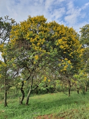 Vachellia natalitia