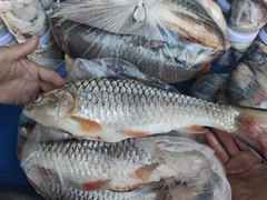 Hampala macrolepidota