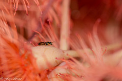 Hylaeus vittatifrons